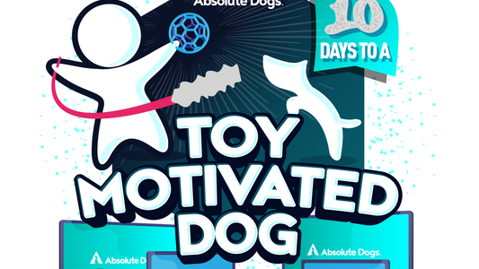 10 Days to a Toy Motivated Dog