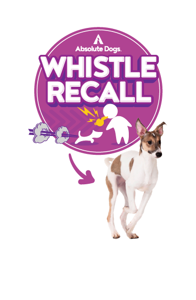 Whistle Recall
