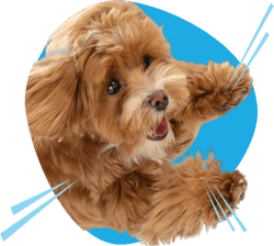 Lunging at Other Dogs