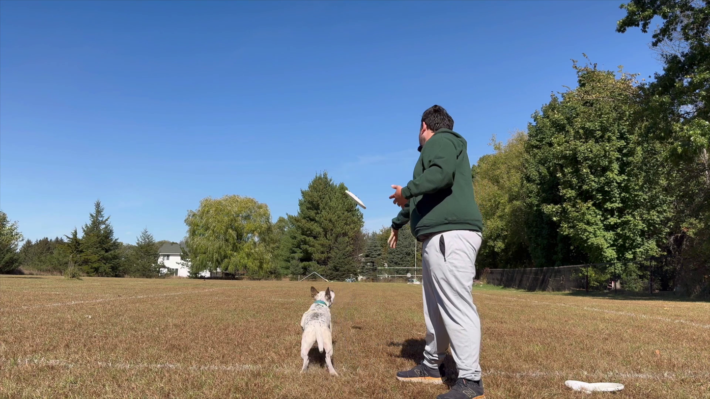 Absolute Disc Dog